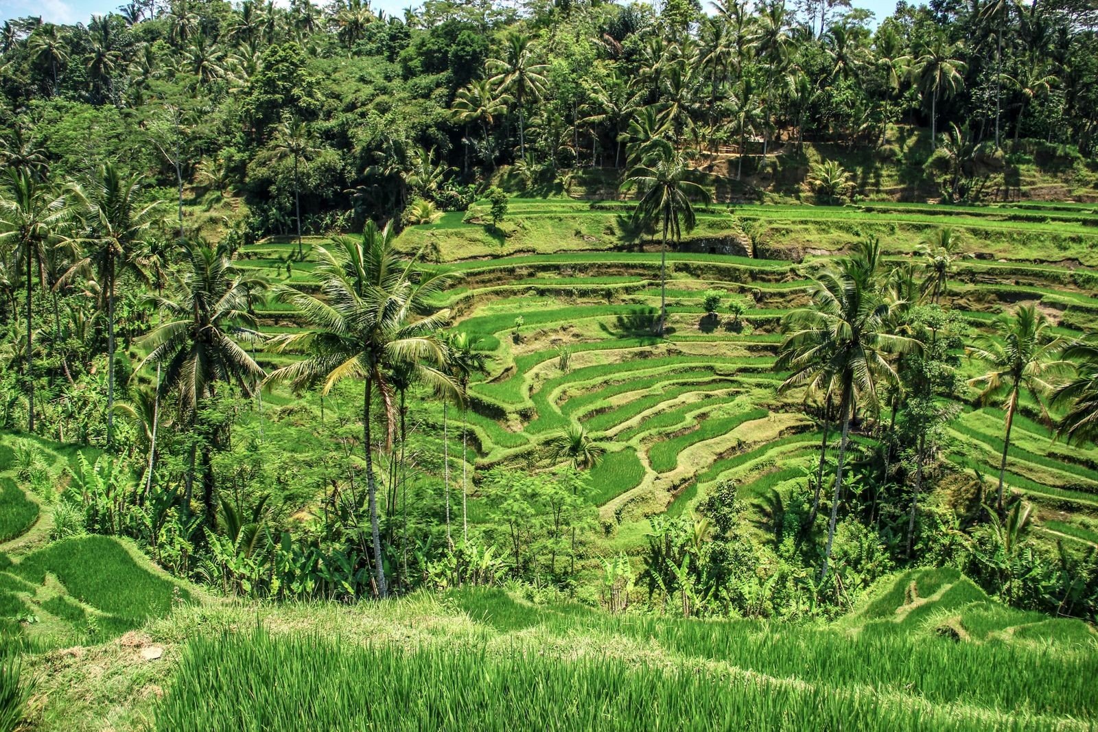 Rice terraces in Bali, Indonesia