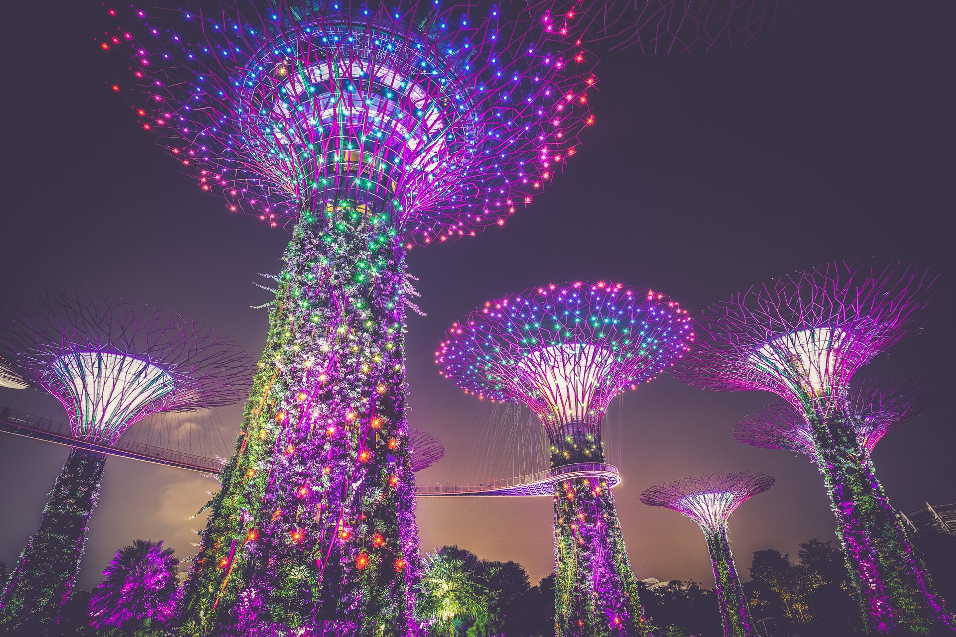 Supertree Grove at Gardens by the Bay, Singapore